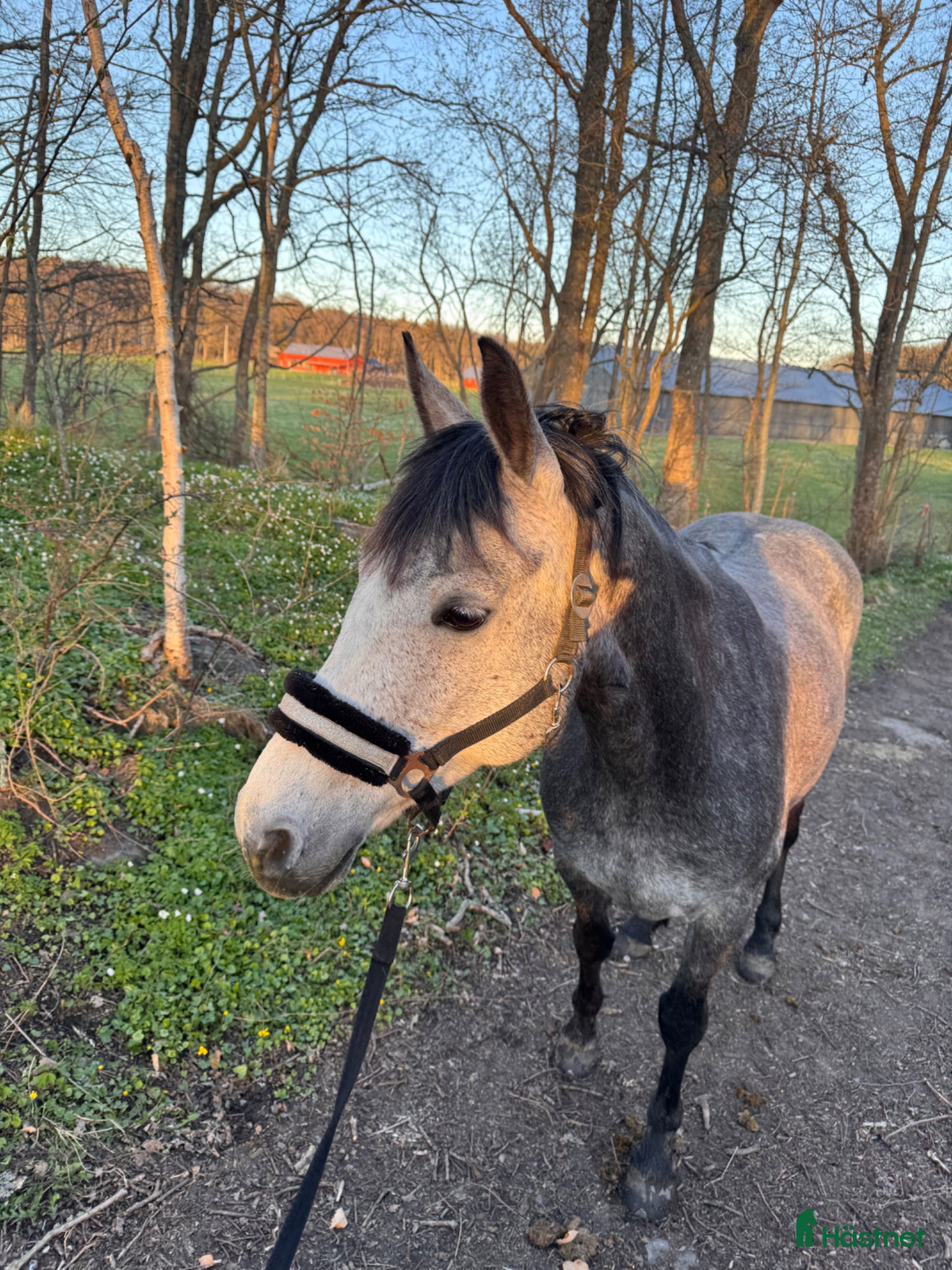  hästar Snäll och arbetsvillig D-ponny - Annons 2
