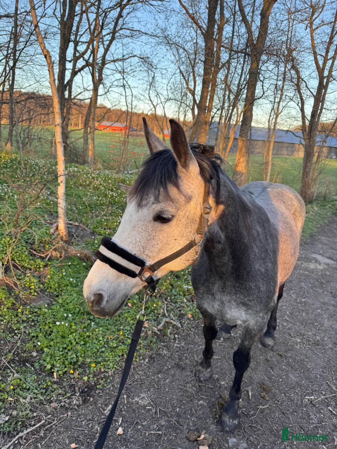 Allround hästar till salu: Snäll och arbetsvillig D-ponny - Annons 2