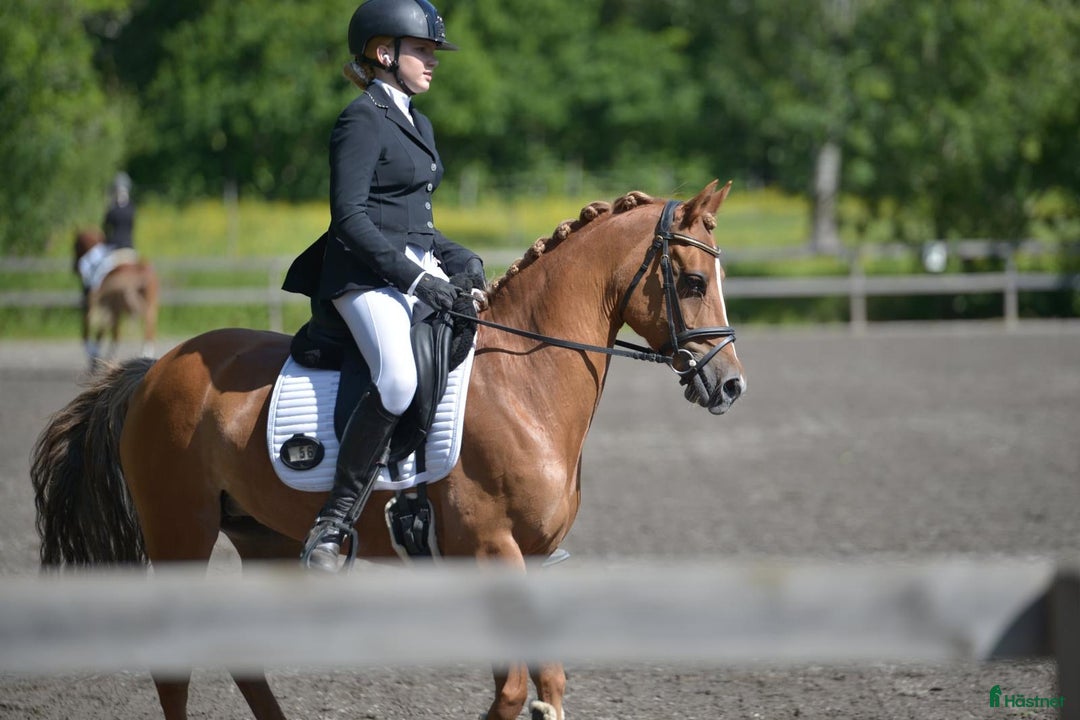 Dressyr hästar till salu: FEI ponny för framtiden! 67,5% i FEI 💥 i Ervalla - Annons 1
