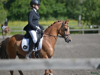 hästar FEI ponny för framtiden! 67,5% i FEI 💥 i Ervalla - Annons 16