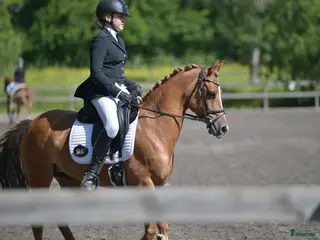 hästar FEI ponny för framtiden! 67,5% i FEI 💥 i Ervalla - Annons 15