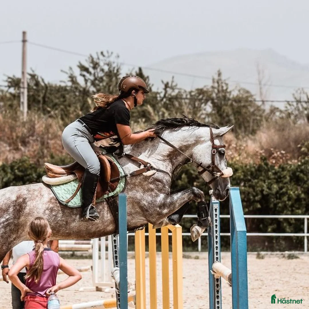 Allround hästar till salu: Din framtida bästa vän - Annons 14