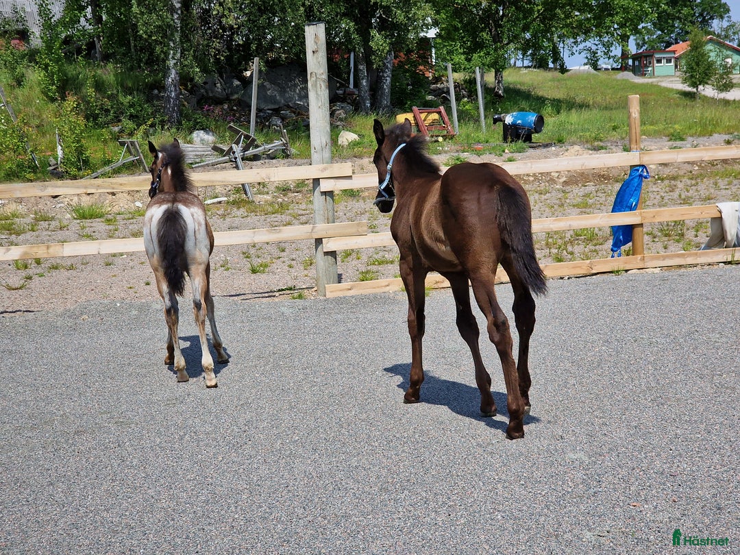 Western hästar till salu: Väl hanterad Quarter Hingst *TINGAD* i Vetlanda - Bild 6