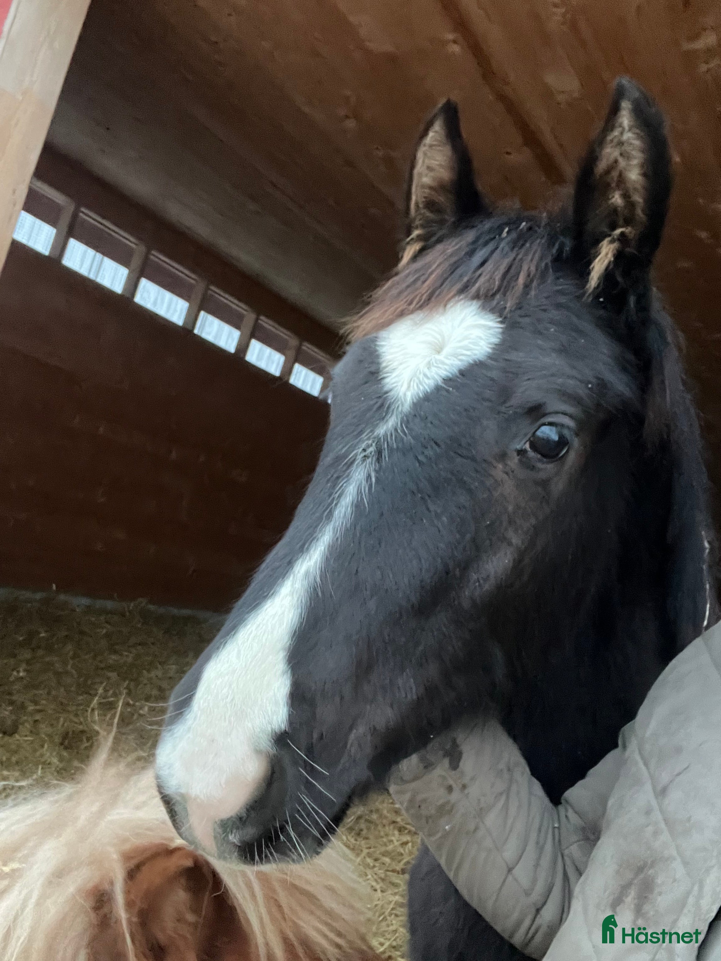  hästar Trevlig Åring  - Annons 10