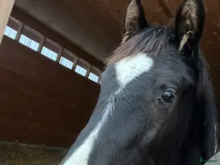 hästar Trevlig Åring - Annons 10