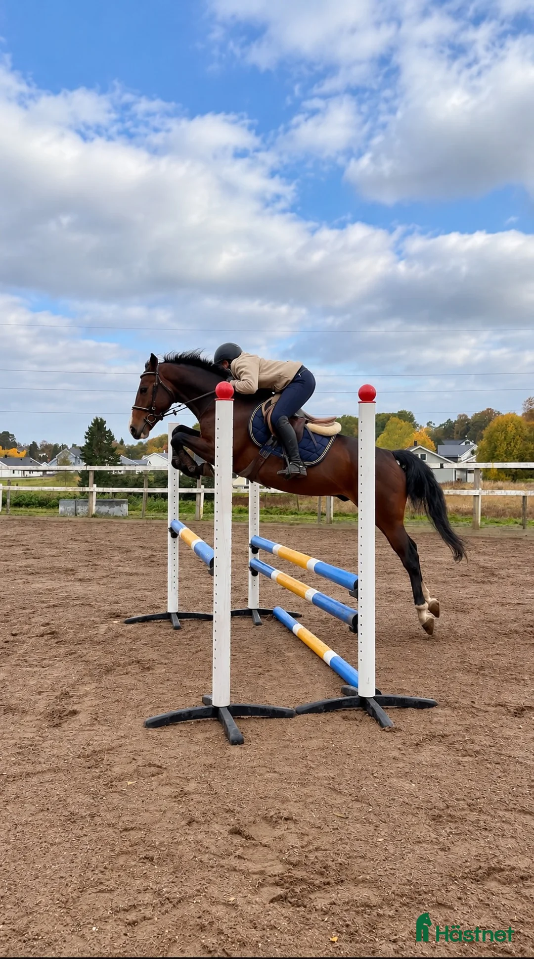 Allround hästar till salu: Lovande ungponny - även verksamhet 🌟 - Annons 2