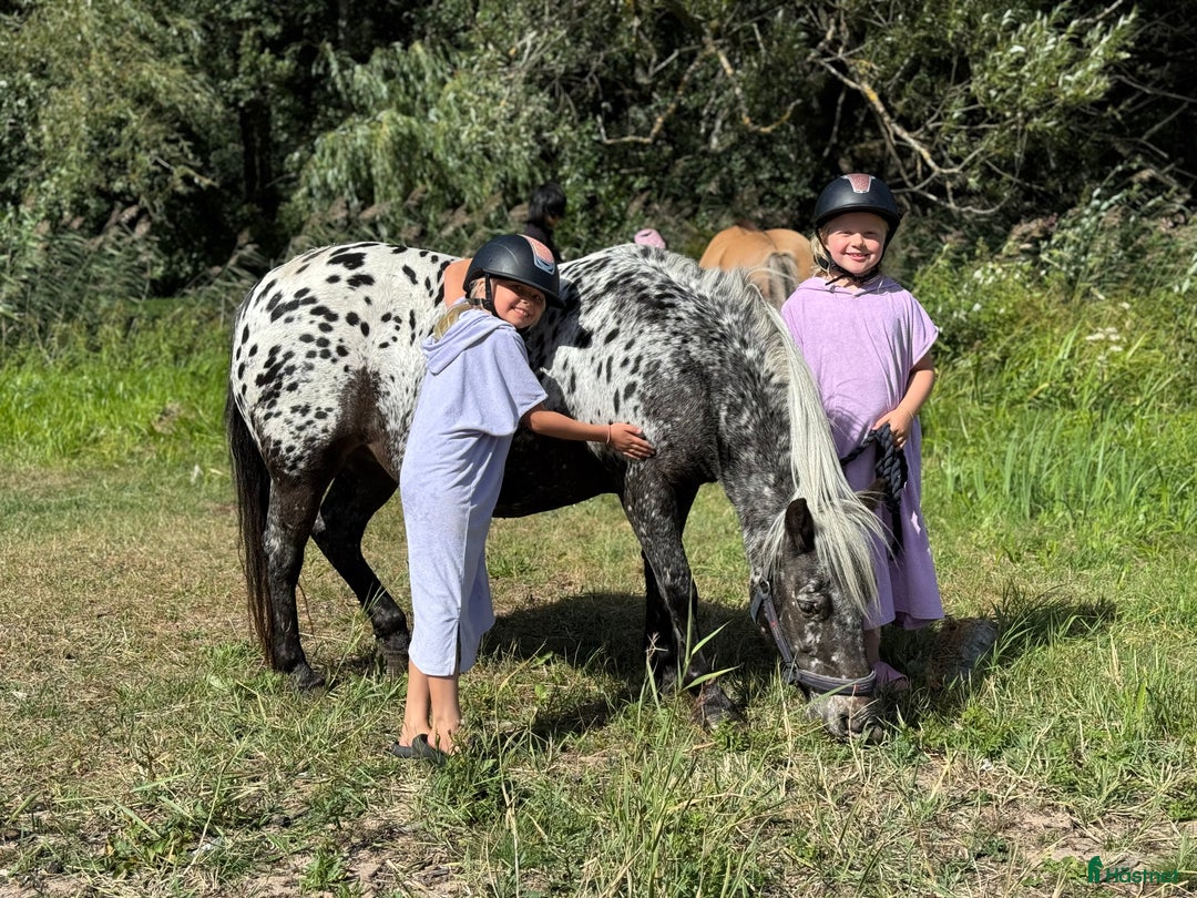  hästservice finnes: Julklappstips! Ridläger sommaren 2026 i Lidköping - Annons 30
