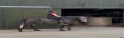Allround hästar till salu: Beautiful Connemara mare - Annons 15