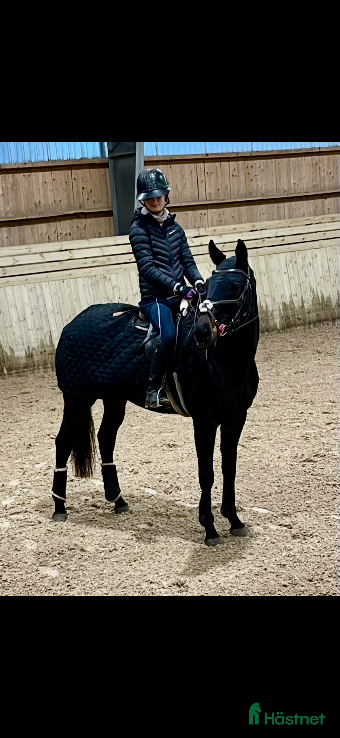 Allround hästar till salu: Bästa vän! - Annons 1