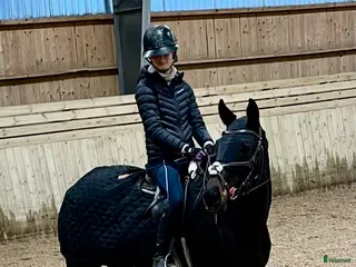 Allround hästar till salu: Bästa vän! - Annons 1