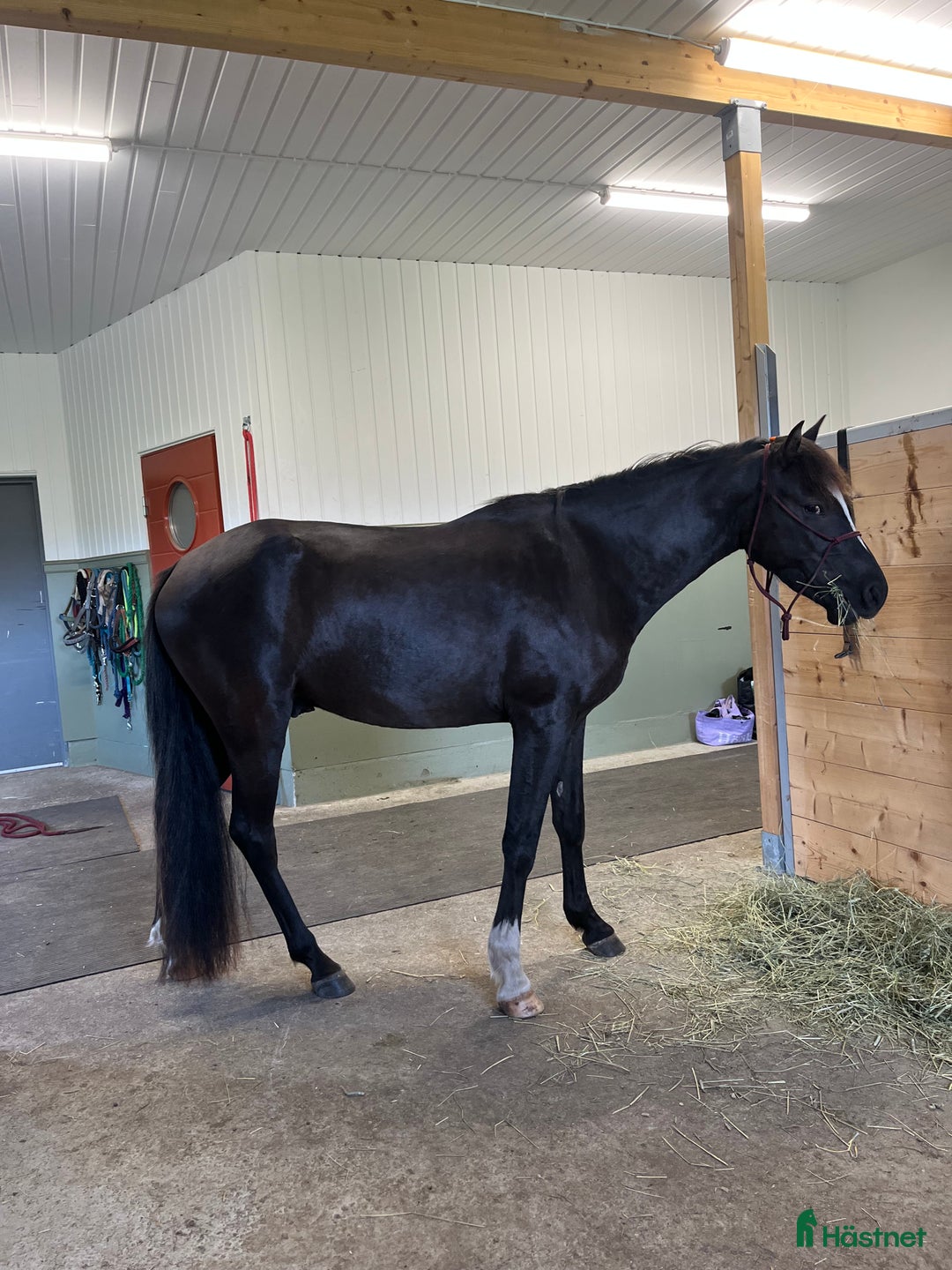 Allround hästar till salu: Blivande tävlingsponny eller lyxig hobbyhäst i Borlänge - Annons 2