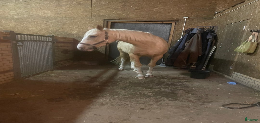 Galleribild {{count}}