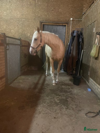 Galleribild {{count}}