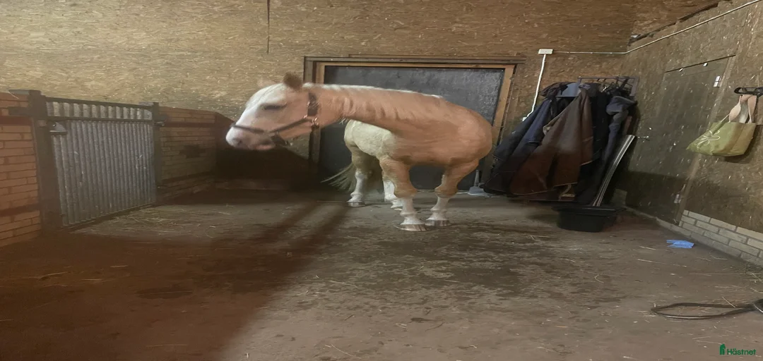 Galleribild {{count}}