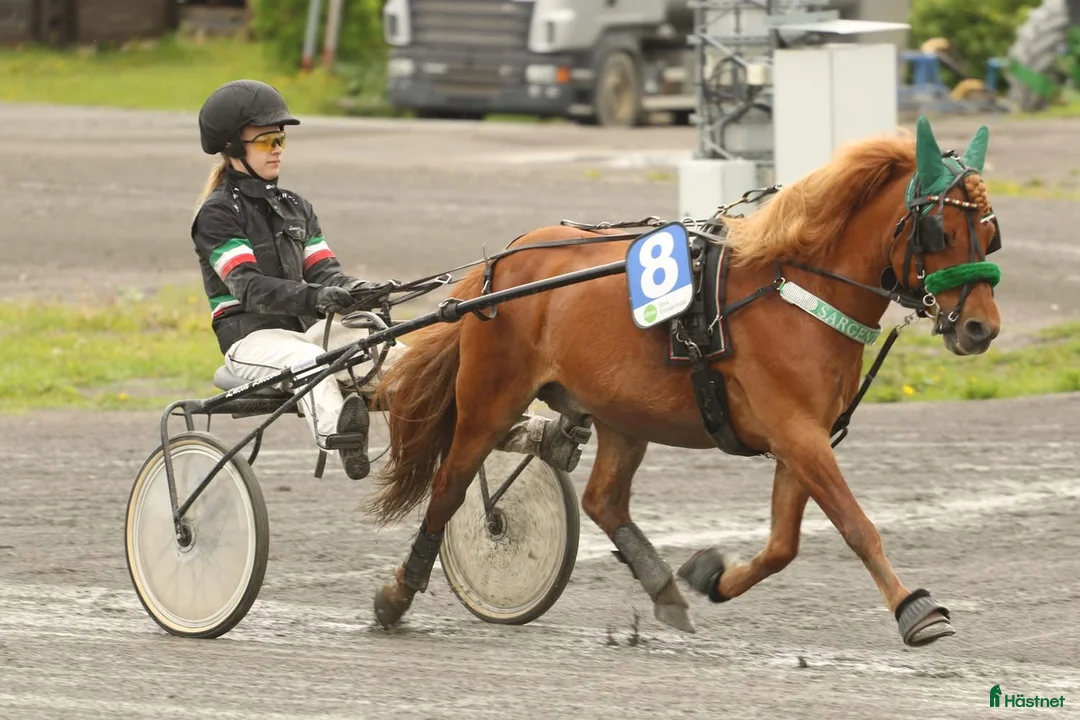 Allround hästar till salu: Läromästare söker ny ryttare/ kusk - Annons 2