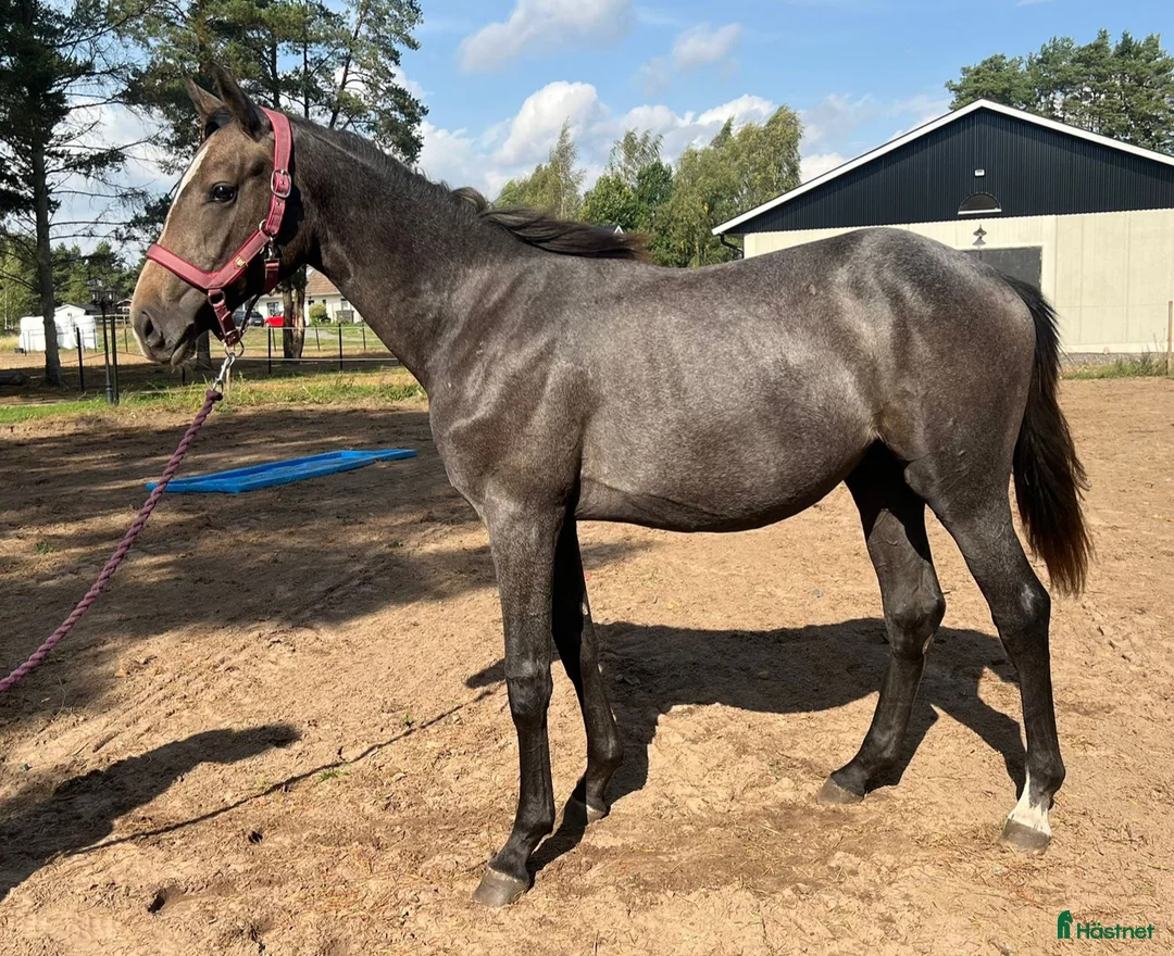 Hoppning hästar till salu: Vaya ConMigo i Blentarp - Annons 2