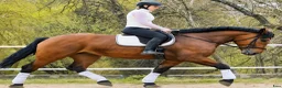 Allround hästar till salu: Magnificent allrounder - unique look - Annons 2