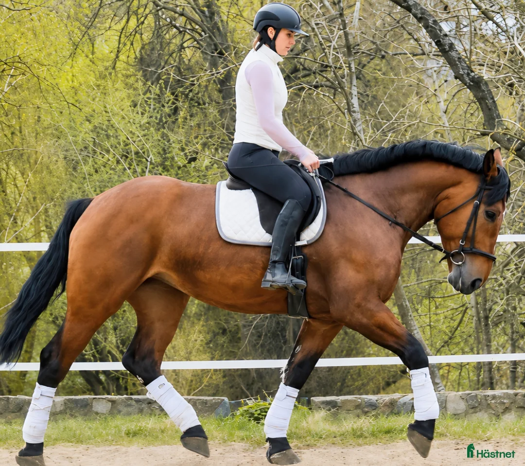 Allround hästar till salu: Magnificent allrounder - unique look - Annons 2