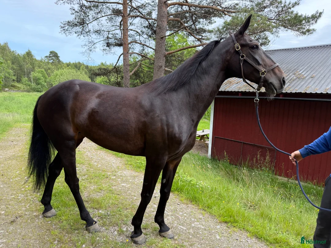 Allround hästar till salu: Trygg travhäst med stor potential som ridhäst - Annons 3
