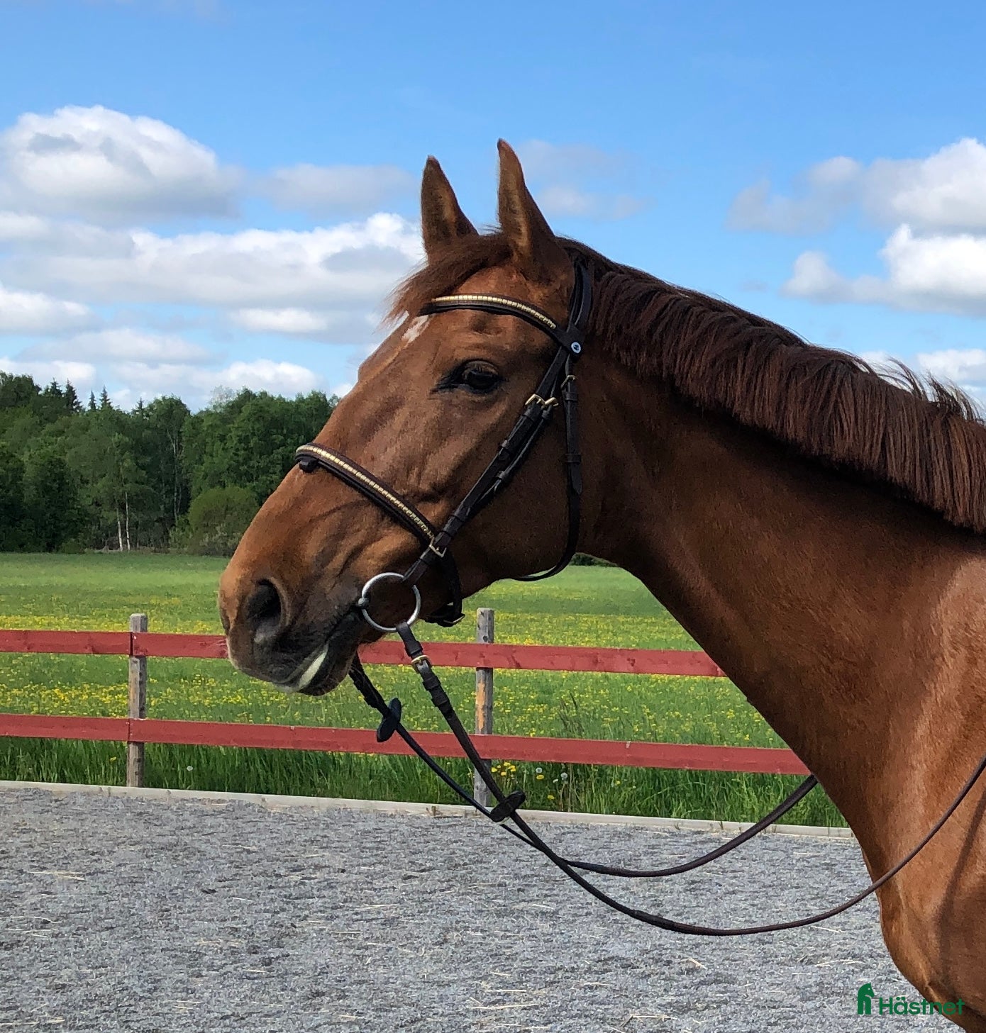  hästar Nya stjärnan i ditt liv - Verona! - Annons 2