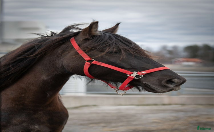  hästar i Söderbärke - Annons 16