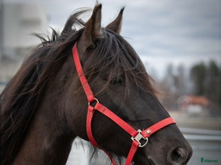 hästar Skön Böna som passar till allt i Söderbärke - Annons 8
