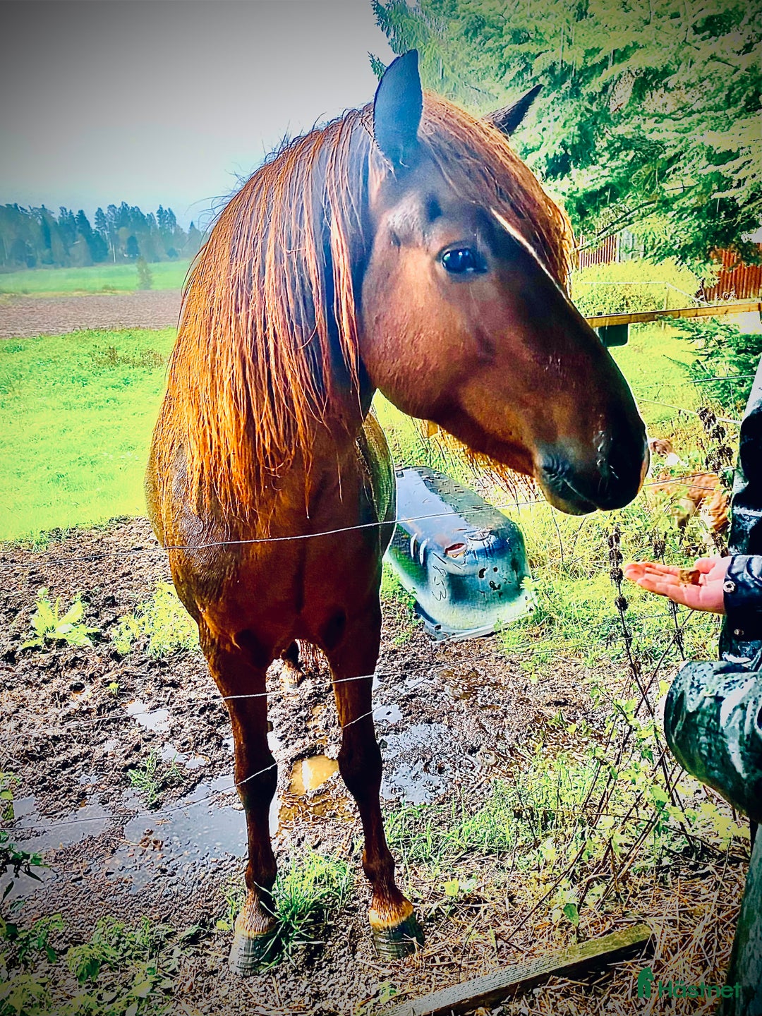 Island hästar till salu: Vacker hingst  i Skinnskatteberg - Annons 9