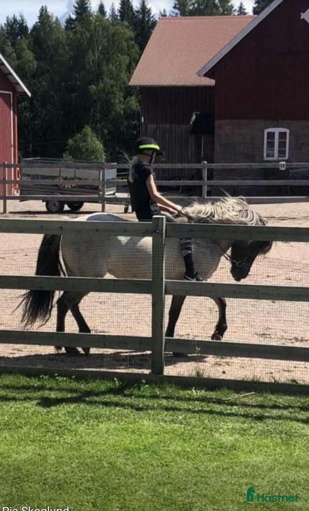 Island hästar till salu: Tindra i Vårgårda - Annons 2