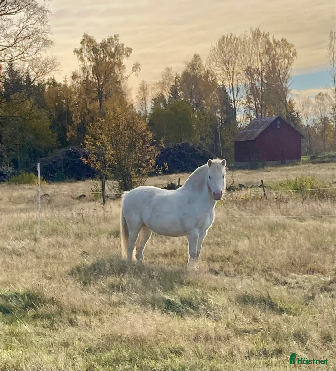 Körning hästar till salu: Miniknabstrupper - Annons 1