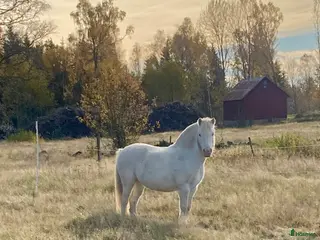 hästar Miniknabstrupper - Annons 1