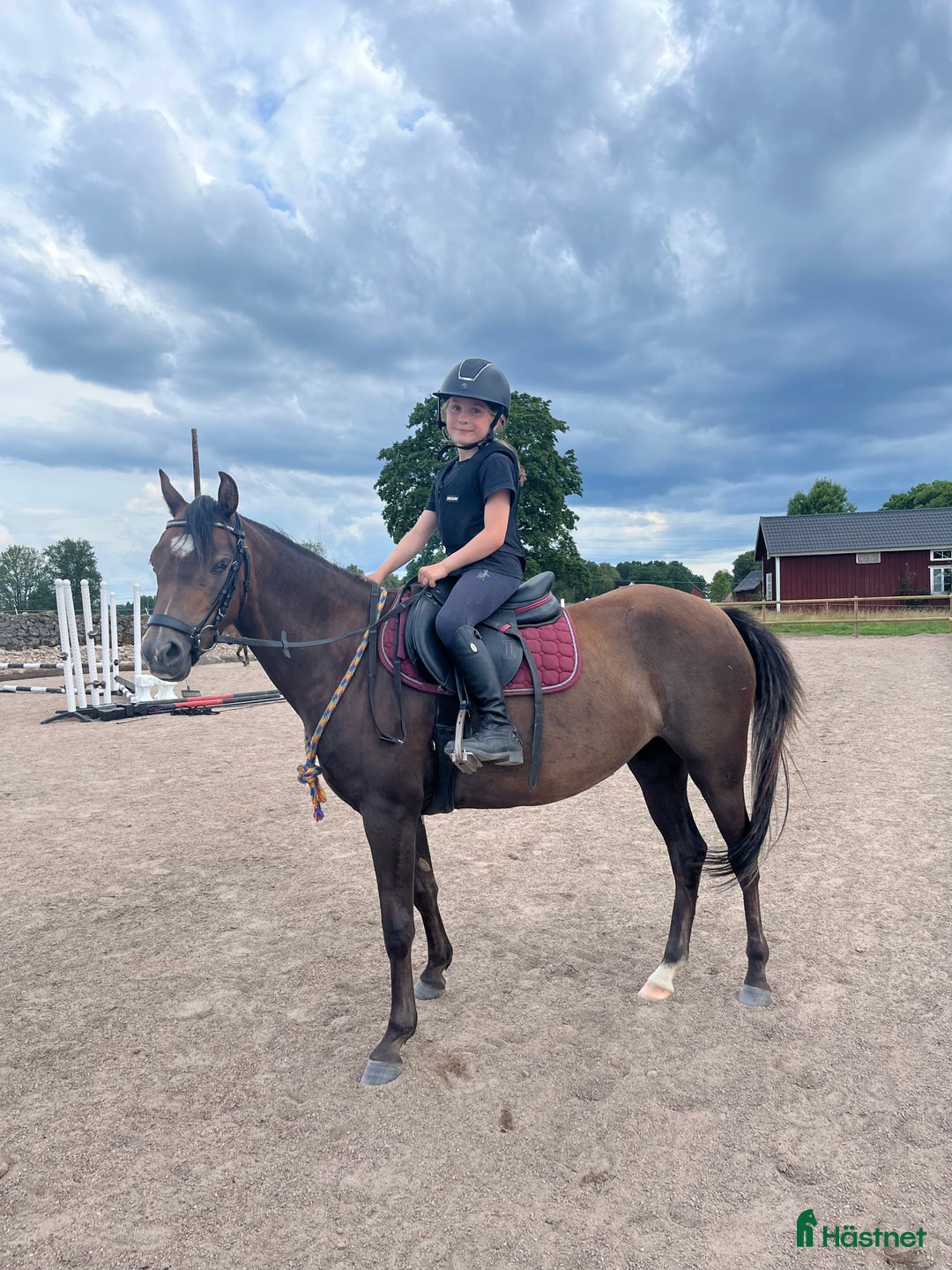 Allround hästar till salu: Ungponny att utvecklas med 🌸 i Gislaved - Annons 4