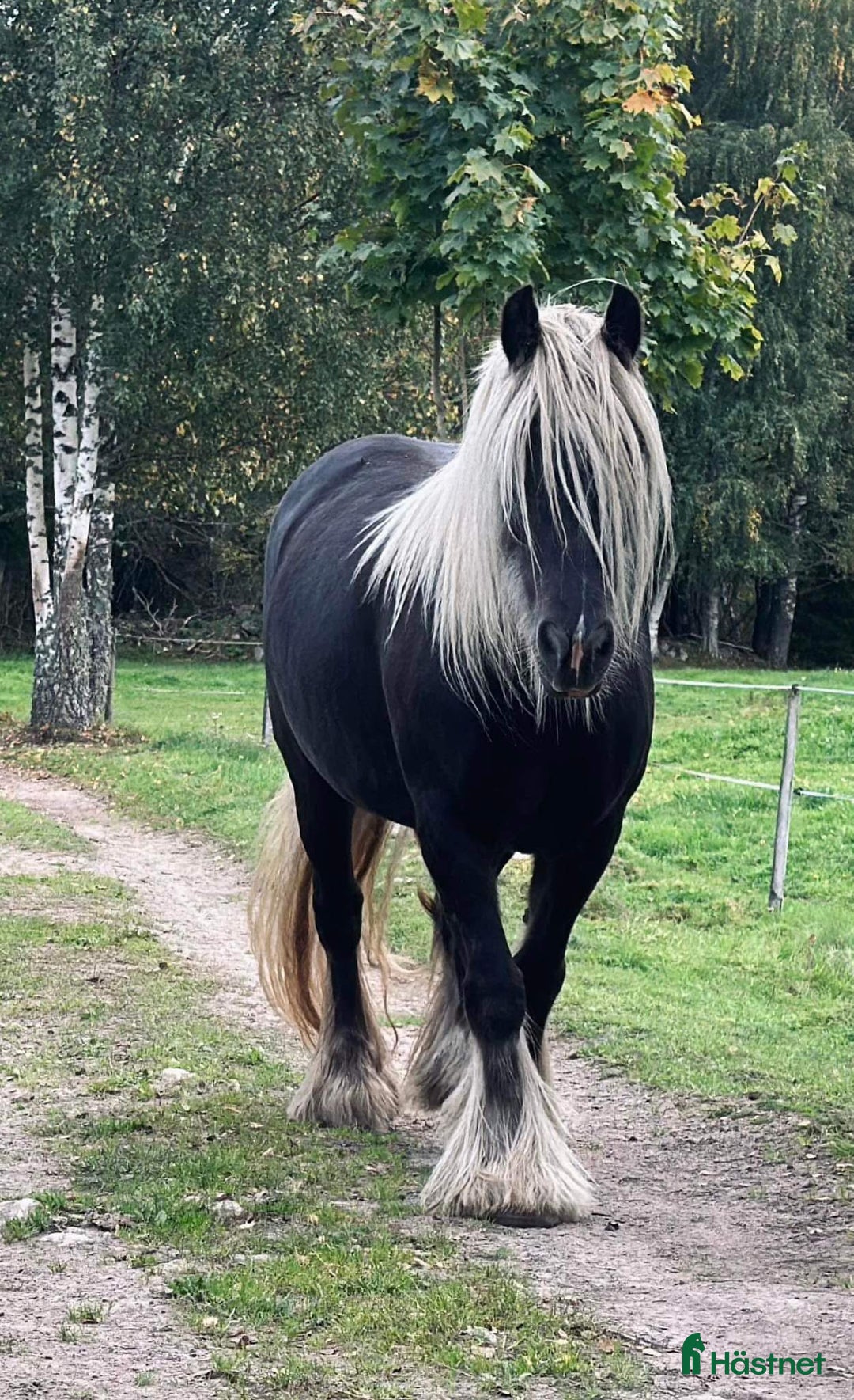 Avelshästar hästar till salu: Silversvart sto! i Sävsjö - Annons 1