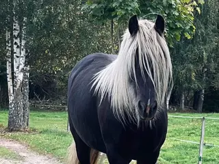hästar Silversvart sto! i Sävsjö - Annons 18