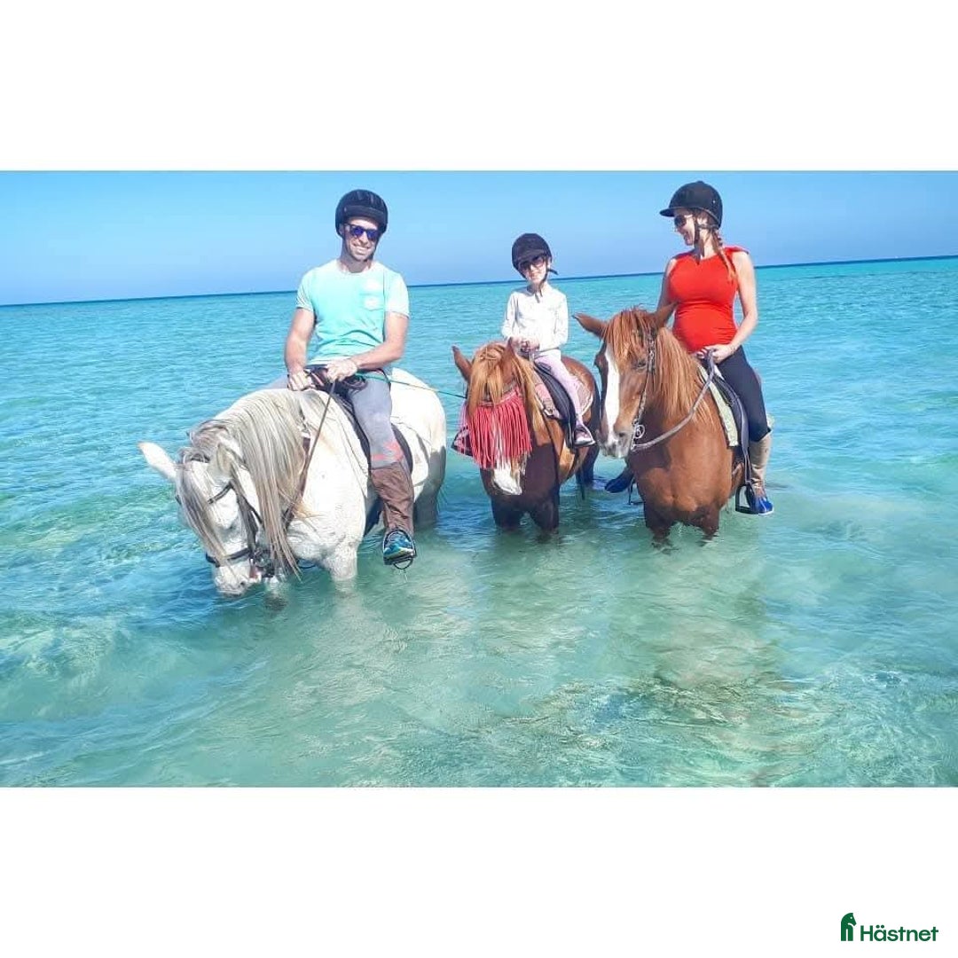  medryttarhäst finnes: Söker 2 hästar runt Västerhaninge  i Västerhaninge - Annons 10