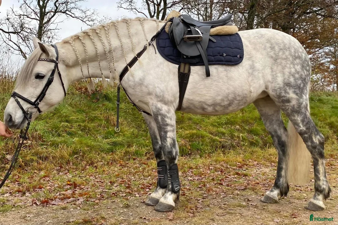 Allround hästar till salu: Perfekta Allroundhästen För Framtiden - Annons 11