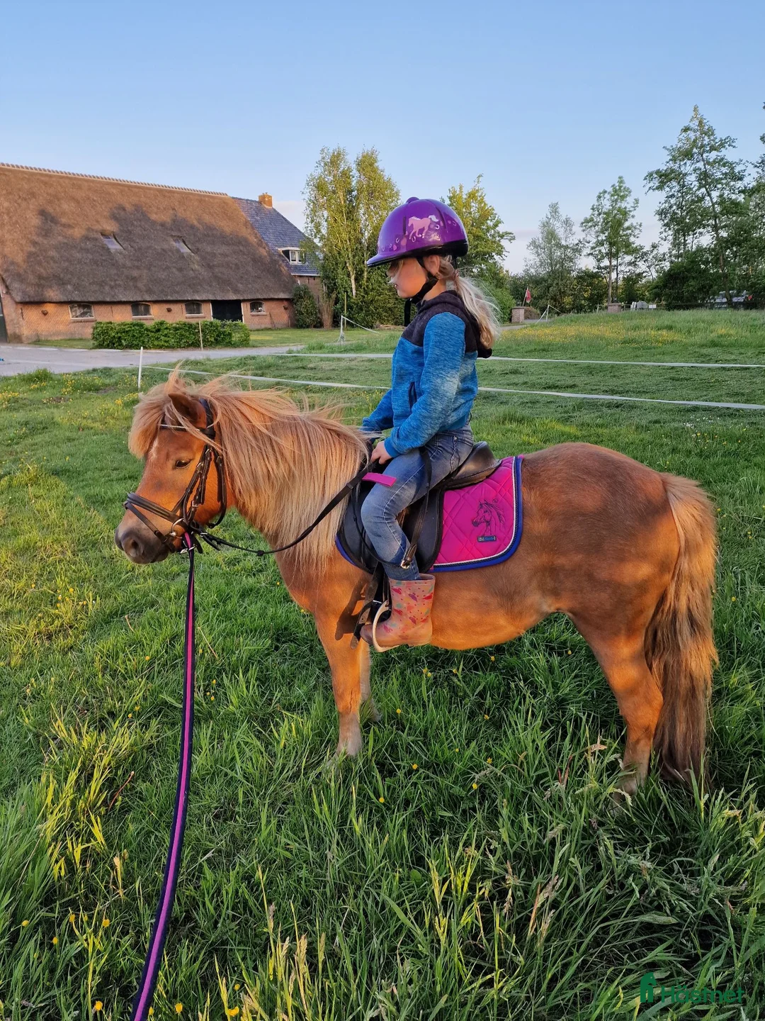 Övrigt hästar till salu: 🌸 Vacker 10-årig shetlandsponnysto till salu 🌸 - Annons 1
