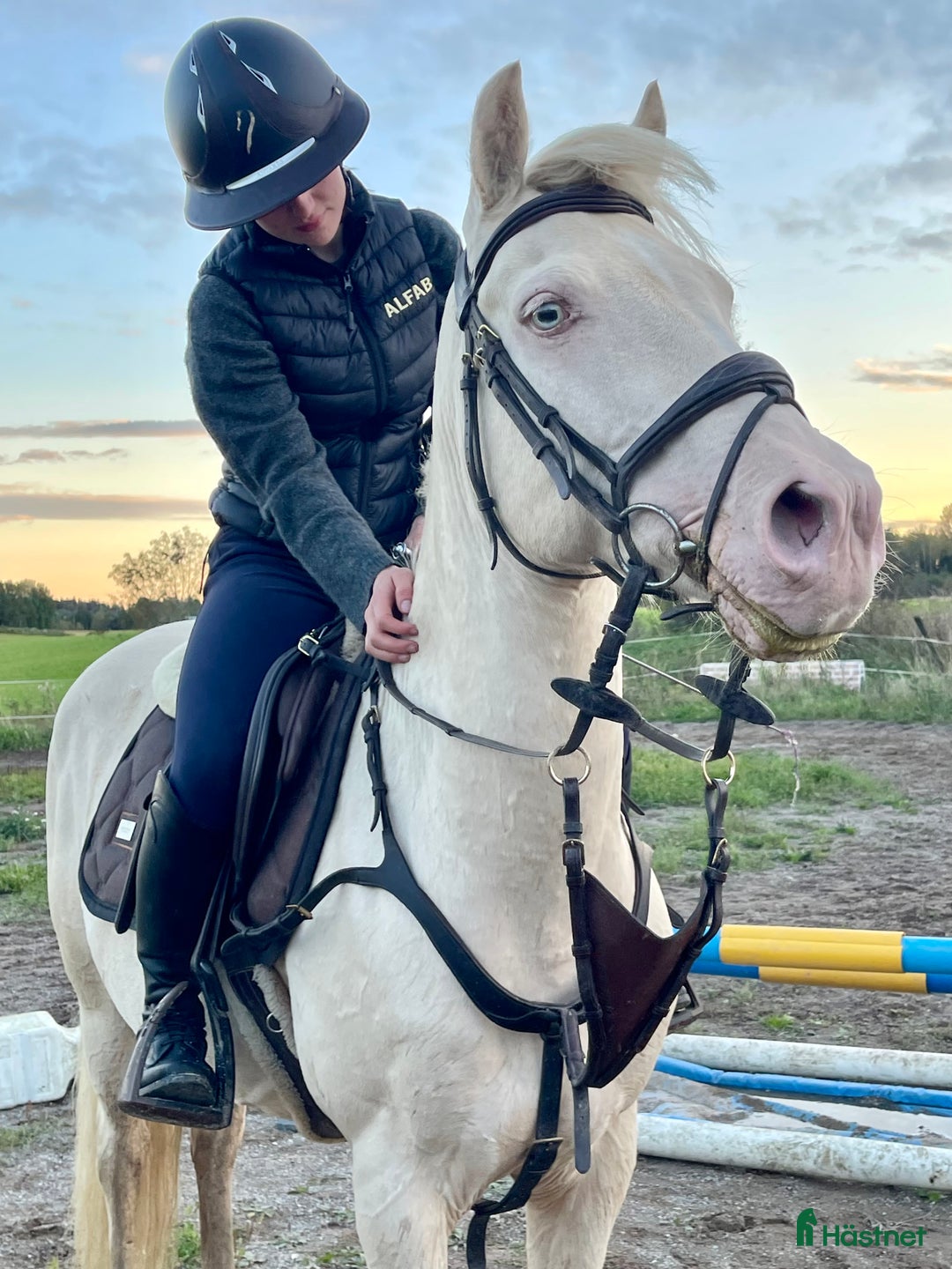 Allround hästar till salu: En riktig blickfångare  i Västerfärnebo - Annons 9