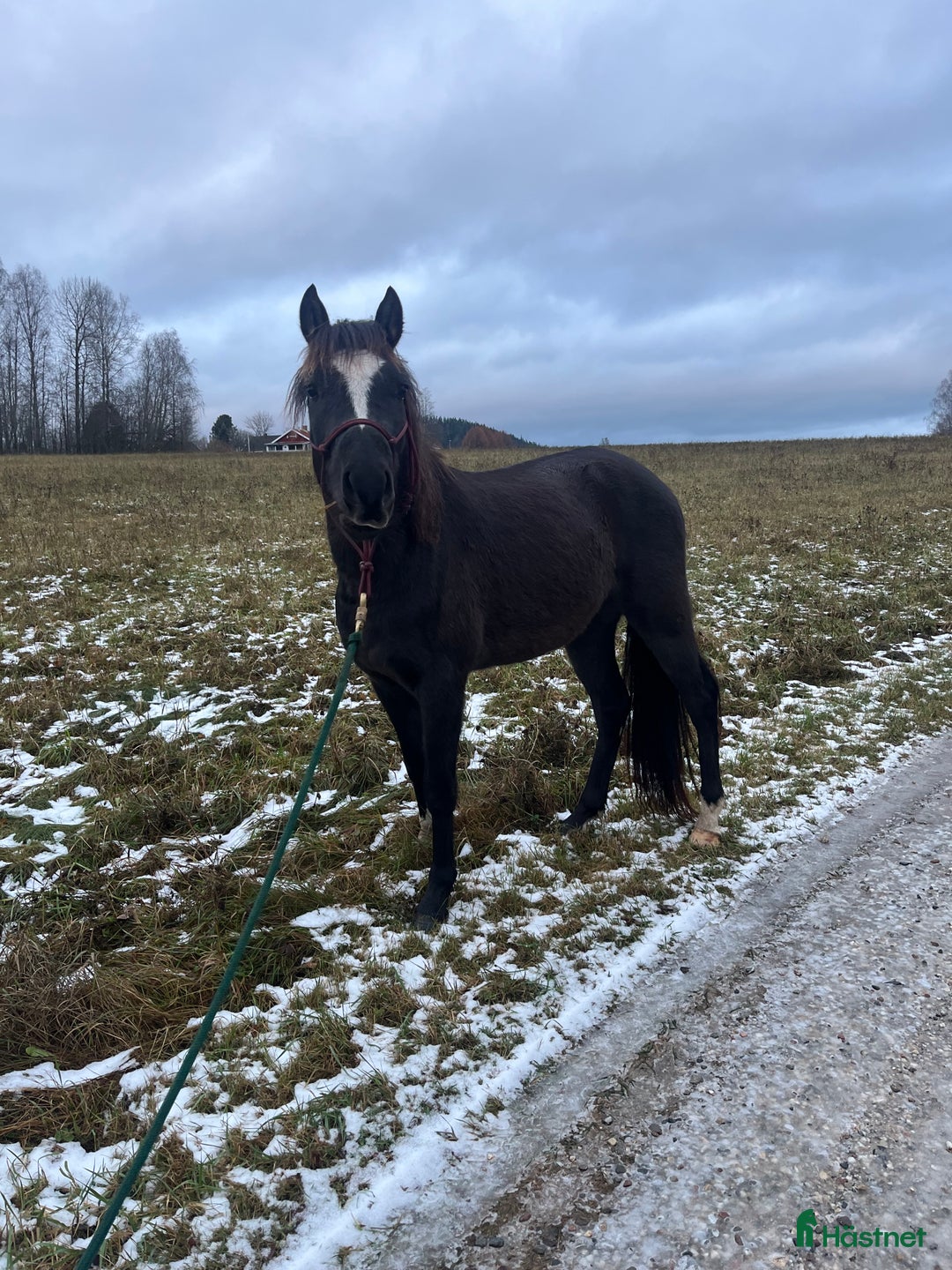 Allround hästar till salu: Blivande tävlingsponny eller lyxig hobbyhäst i Borlänge - Annons 6