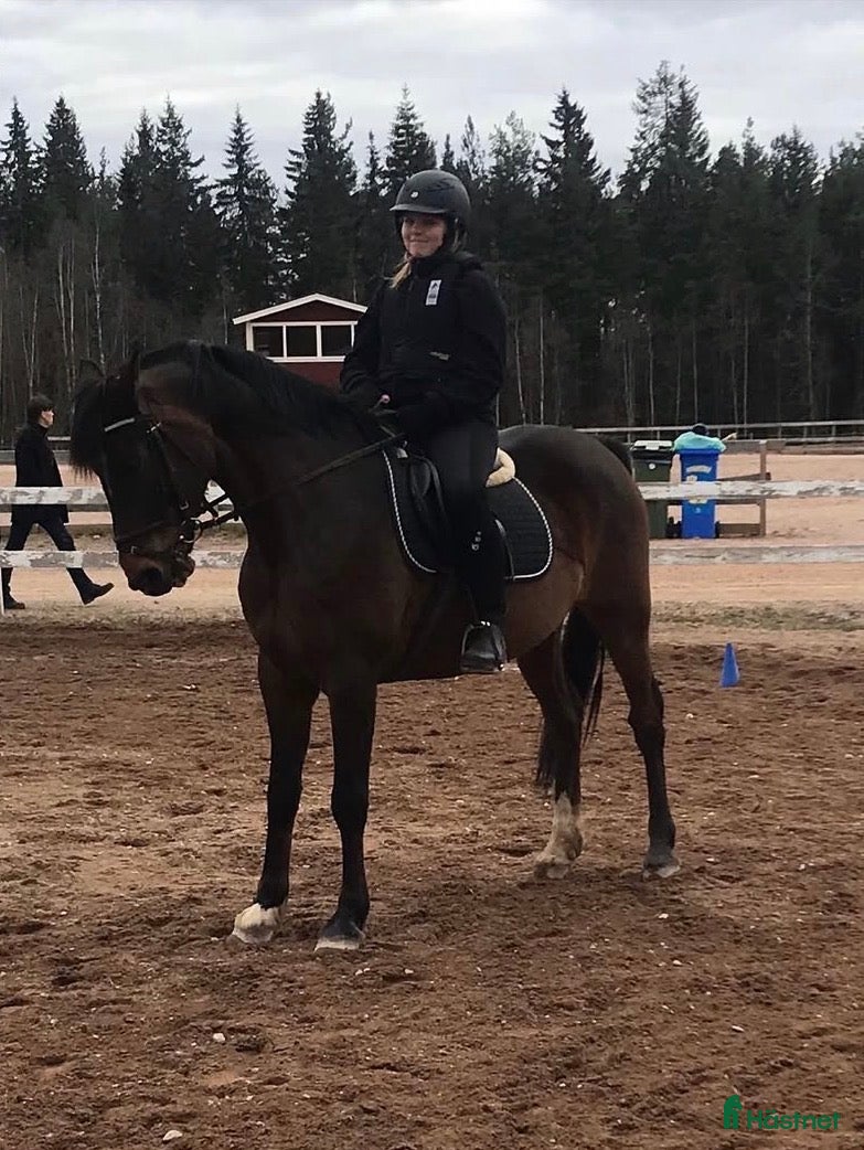  hästar Erfaren ryttare söker medryttarhäst! - Annons 8