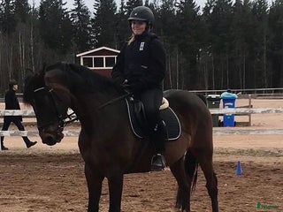 hästar Erfaren ryttare söker medryttarhäst! i Mora - Annons 8