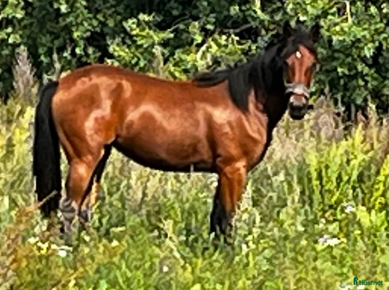  hästservice Inkörning/uppträning travhäst - Annons 1