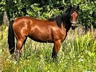 hästservice Inkörning/uppträning travhäst - Annons 1