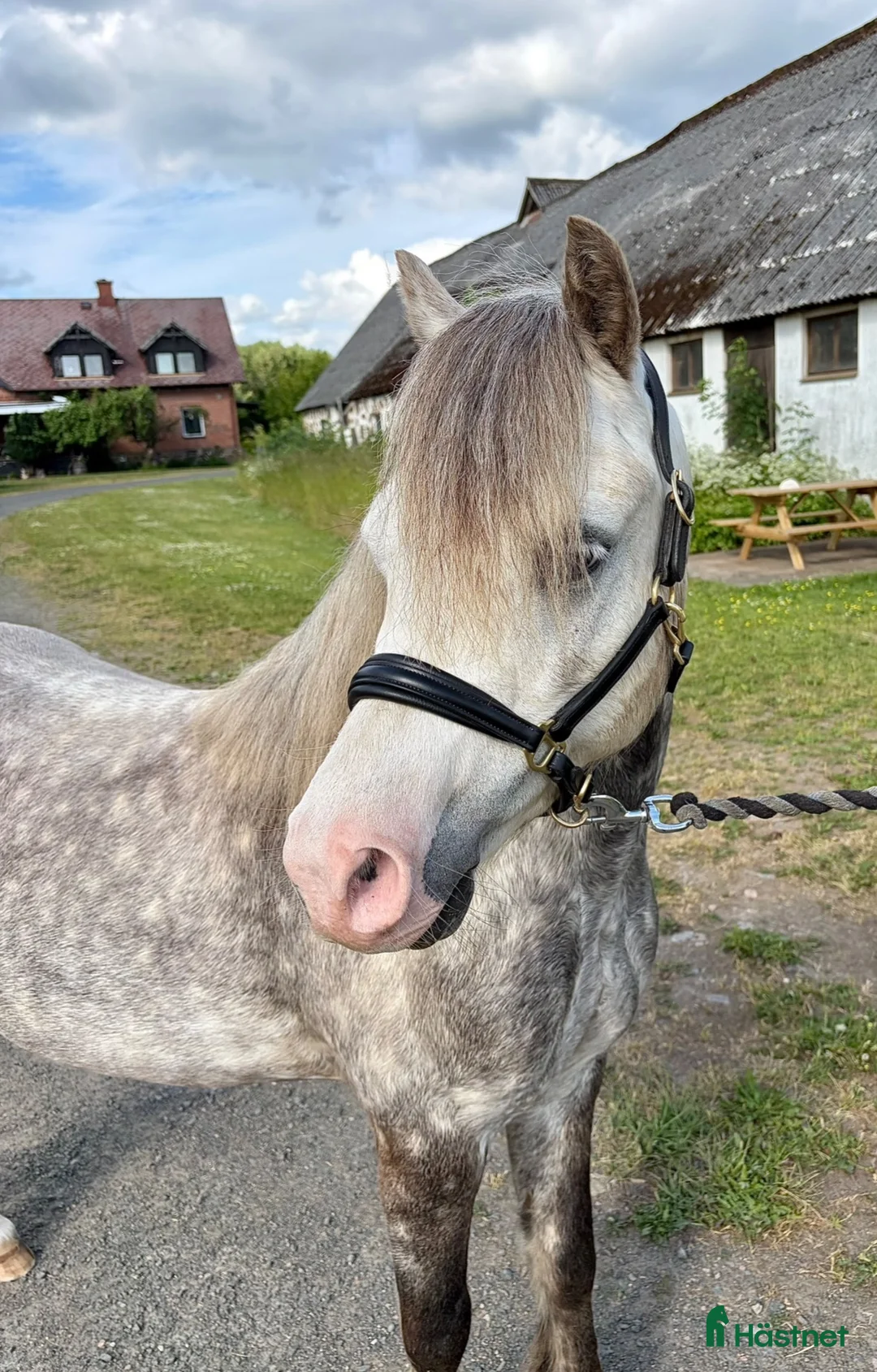 Allround hästar till salu: Snygg Welshponny - Annons 1