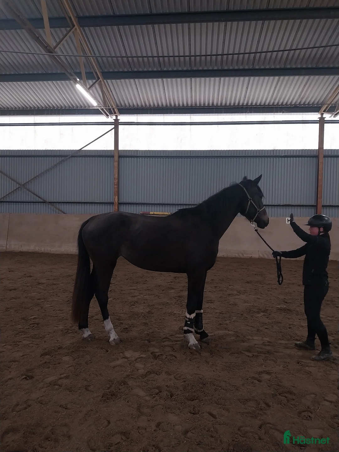 Dressyr hästar till salu: Oslipad diamant - Annons 2