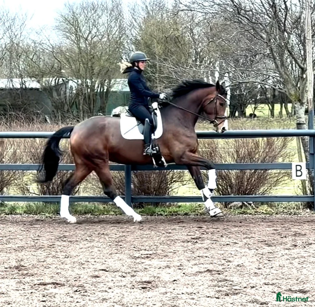 Dressyr hästar till salu: Gudesmuk hoppe, med meget kapacitet - Annons 1