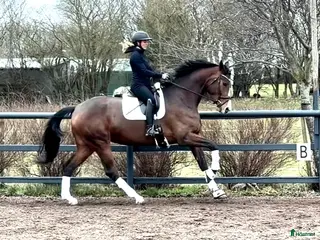 hästar Gudesmuk hoppe, med meget kapacitet - Annons 9