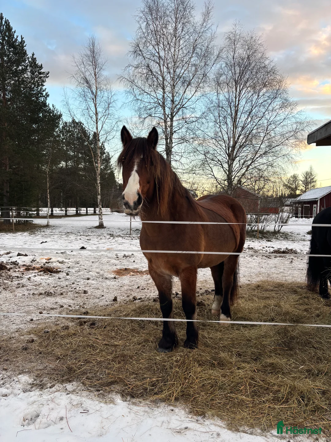 Allround hästar till salu: Söker fodervärd på Långsikt eller ev köp! i Sollefteå - Annons 1
