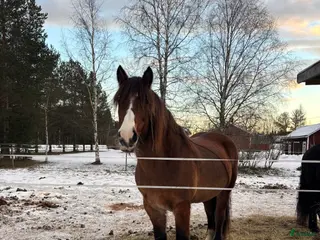 hästar Söker fodervärd på Långsikt eller ev köp! i Sollefteå - Annons 8