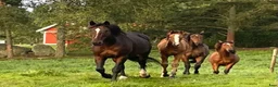  stallplats finnes: Stallplats ledig i Långhundra (Knivsta) - Annons 1