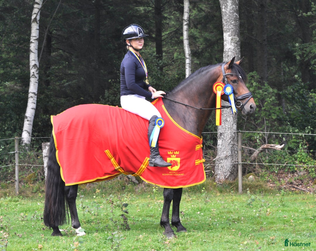  medryttarhäst finnes: Vill du djupdyka inom avel, ponny och ridning? i Hjärnarp - Annons 1